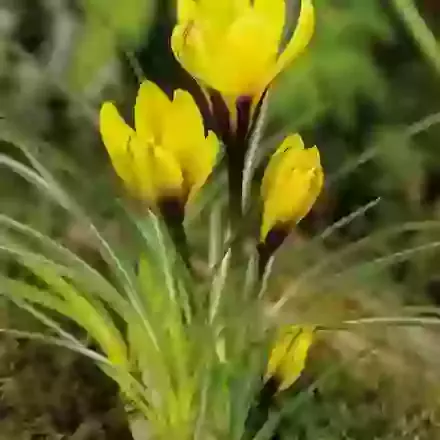 Kiss of Spring